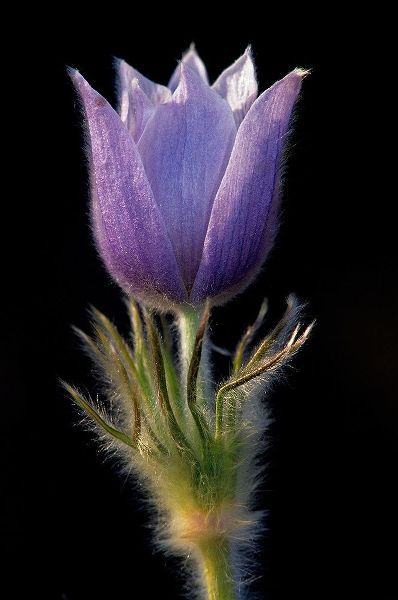 Canada-Manitoba-Sandilands Provincial Forest Prairie crocus flower close-up